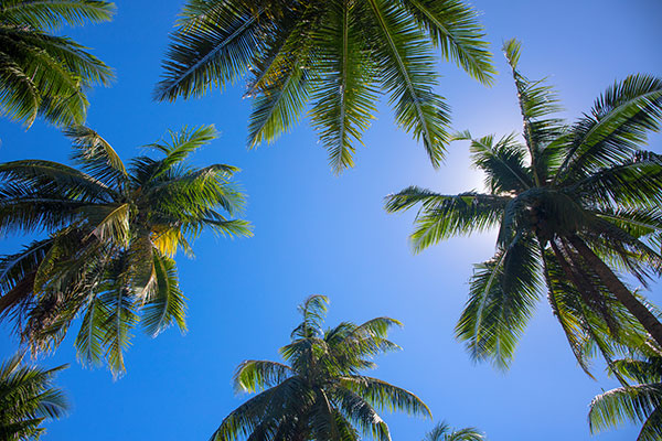 Florida Gulf Coast Area Attractions Florida Gulf Coast Palm Trees